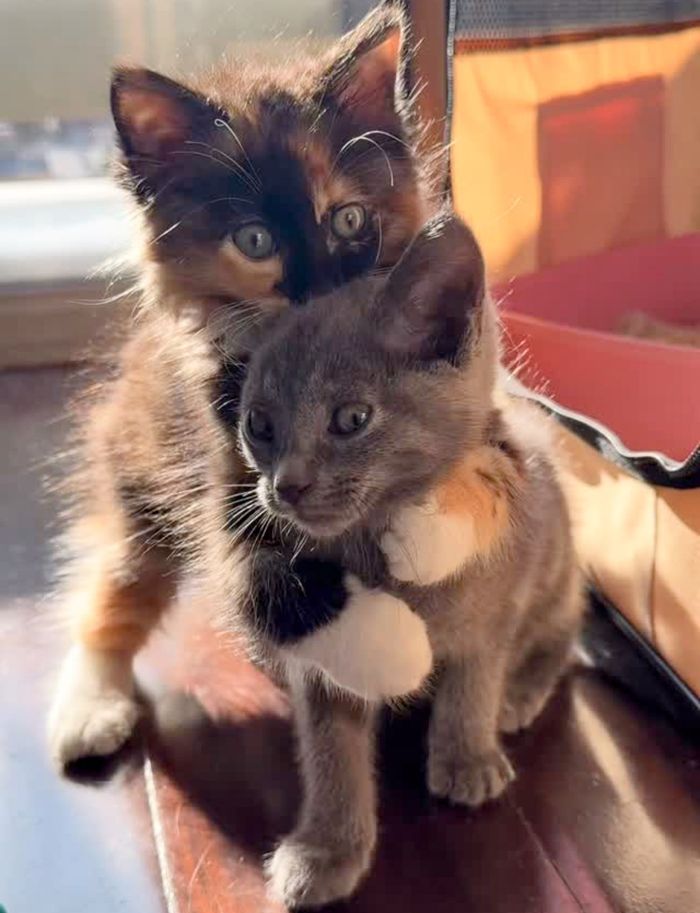 kittens wrestling hugs