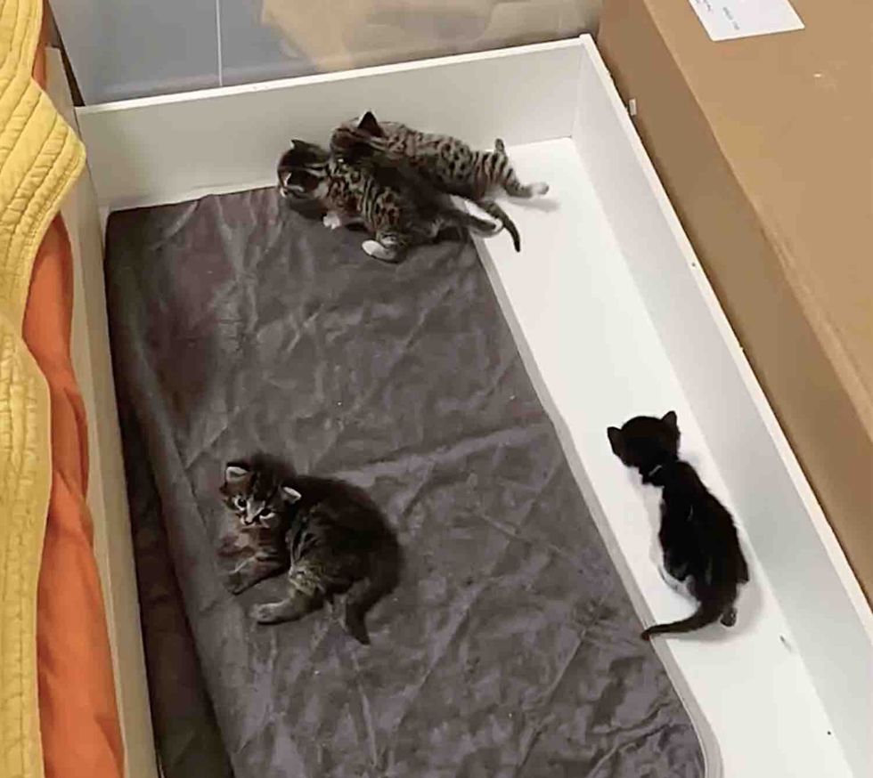 kittens 