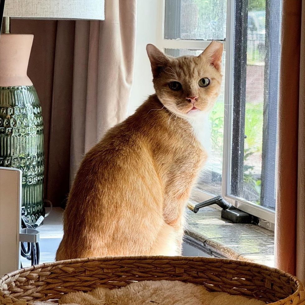 Korg by the sunny window, glancing back over his shoulder