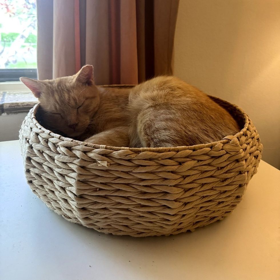 Korg curled up, sleeping in the wicker basket by the window