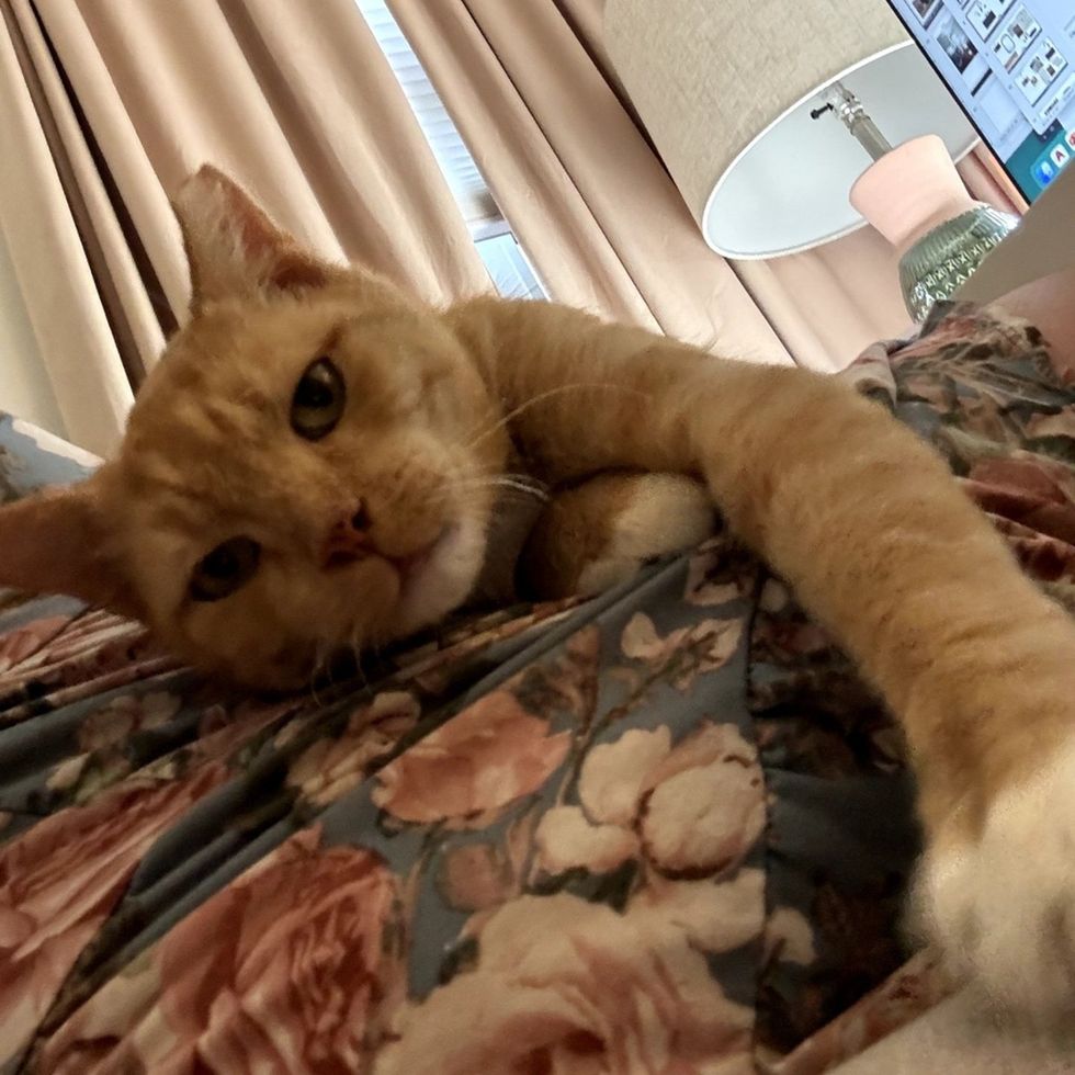 Korg doing his dramatic flop on the floral blanket