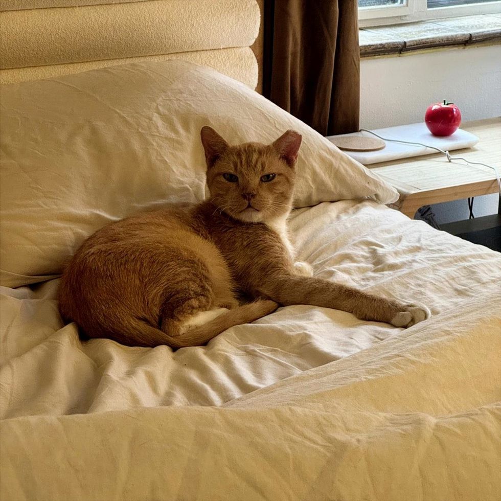 Korg lounging on the bed like he owns the place