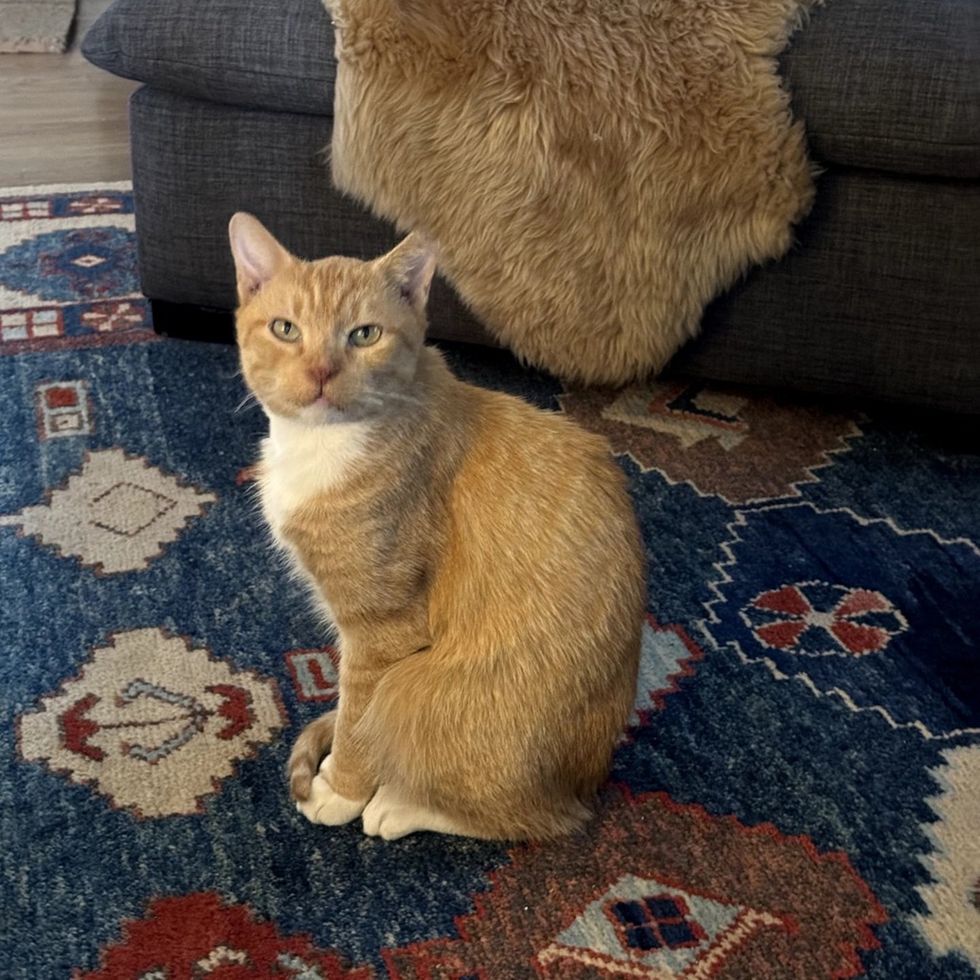 Korg sitting calmly on the blue rug near the couch