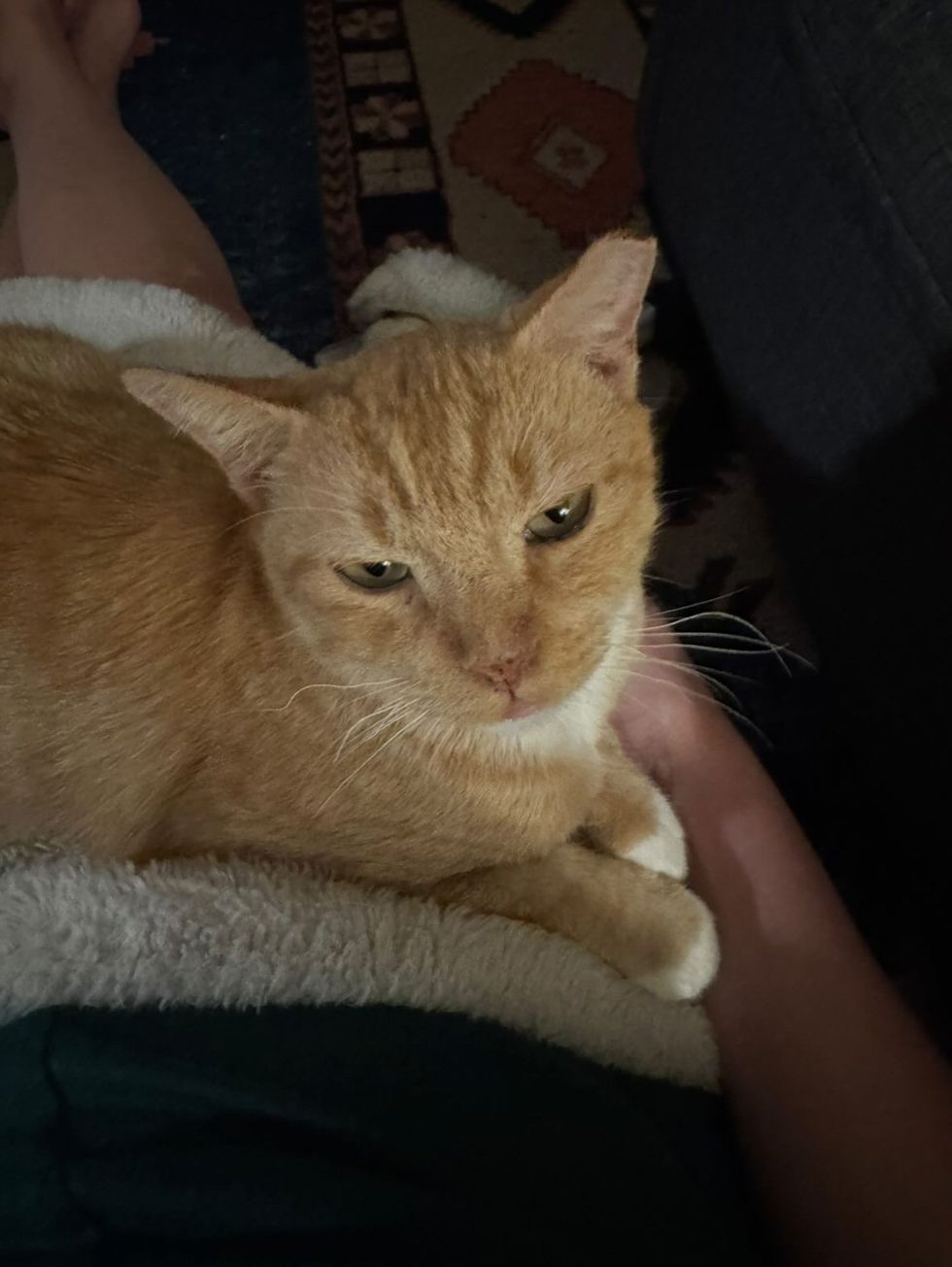 Korg tucked into a blanket on someone's lap