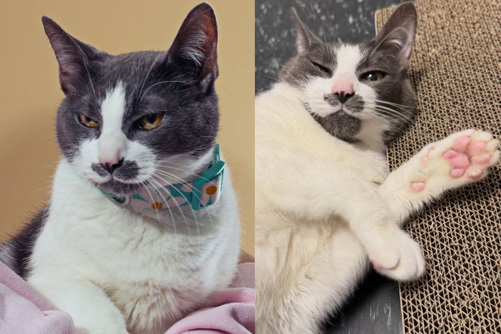 Cat Left in Taped-Up Box Behind a Garbage Can Greets Everyone With a Head Bump and Her Elegant Gray Mustache