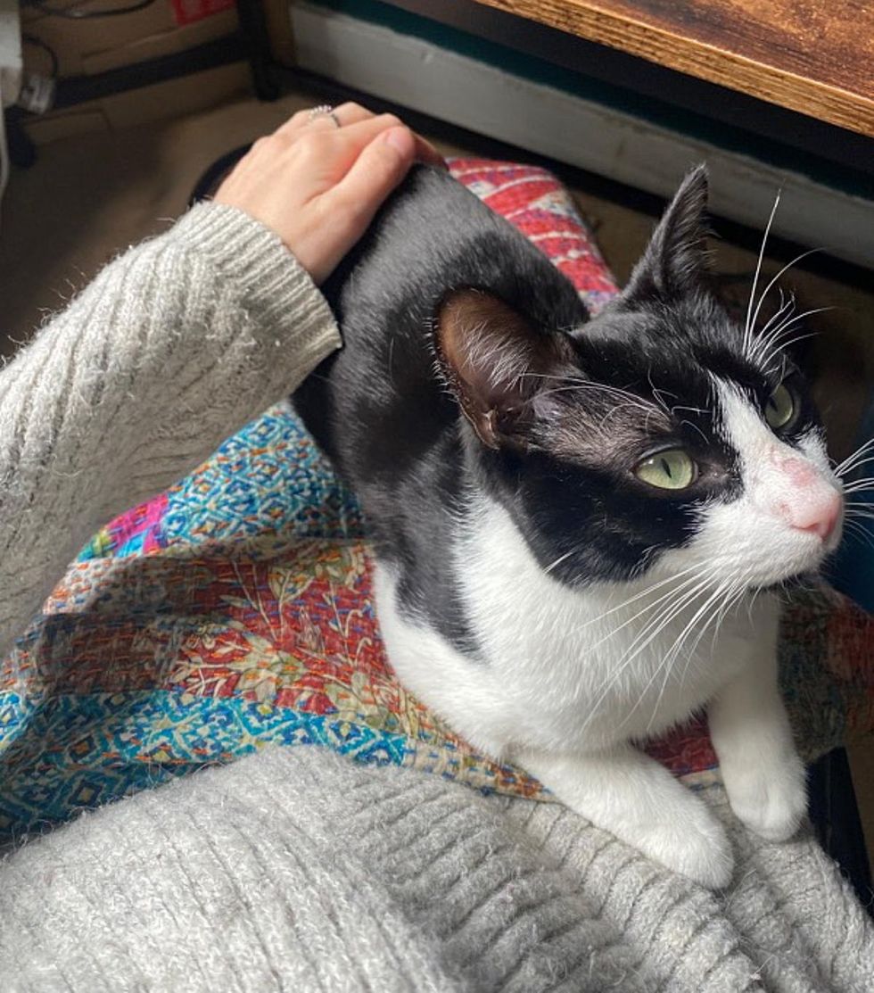 lap cat forever home