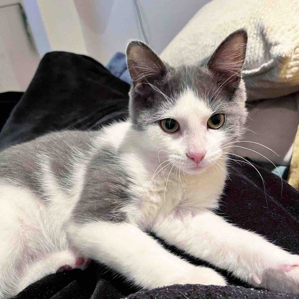 lap cat foster kitten