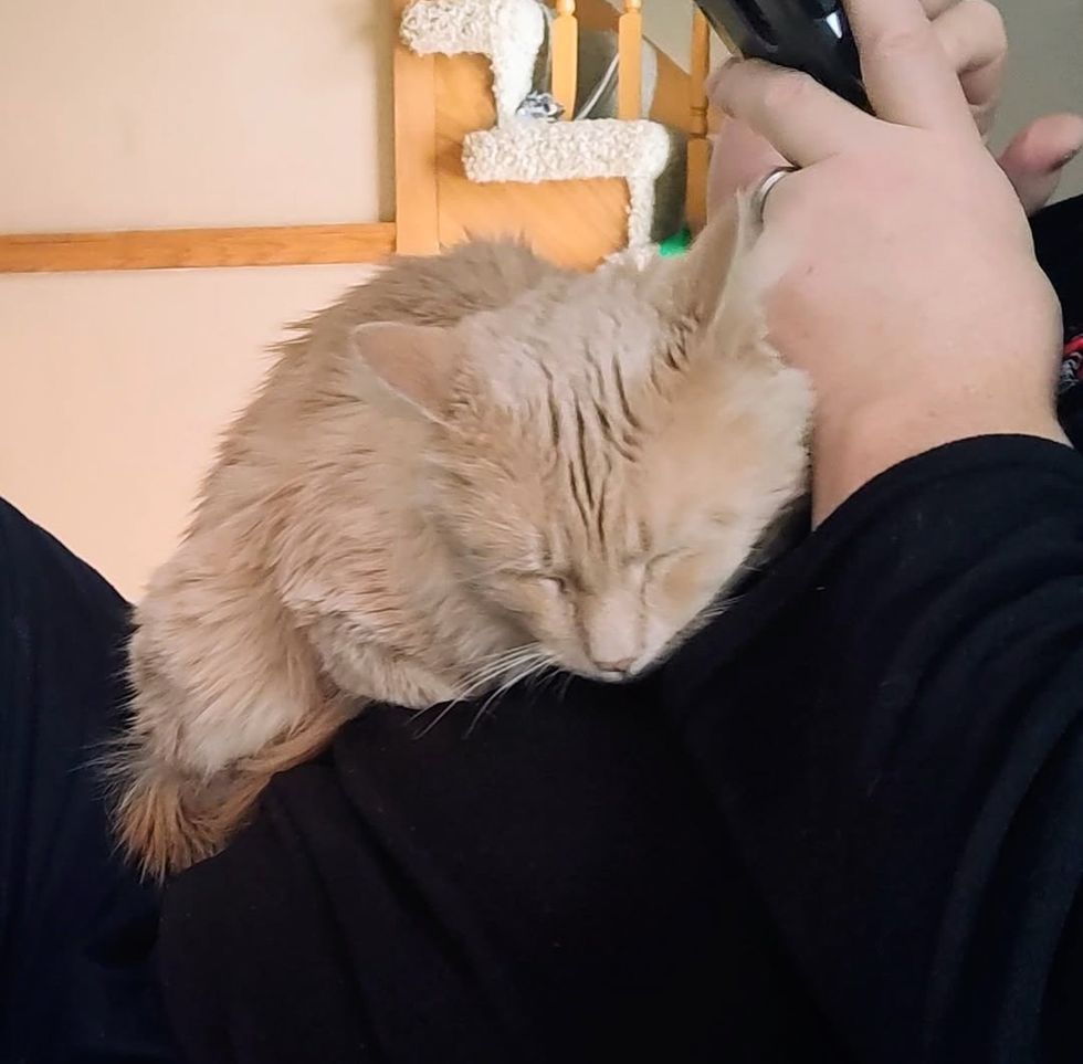 lap cat sleeping snuggles