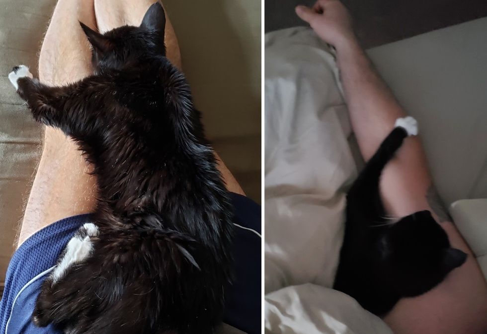 lap cat, tuxedo