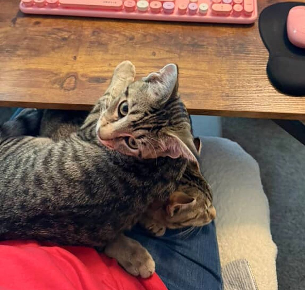 lap cats snuggles desk