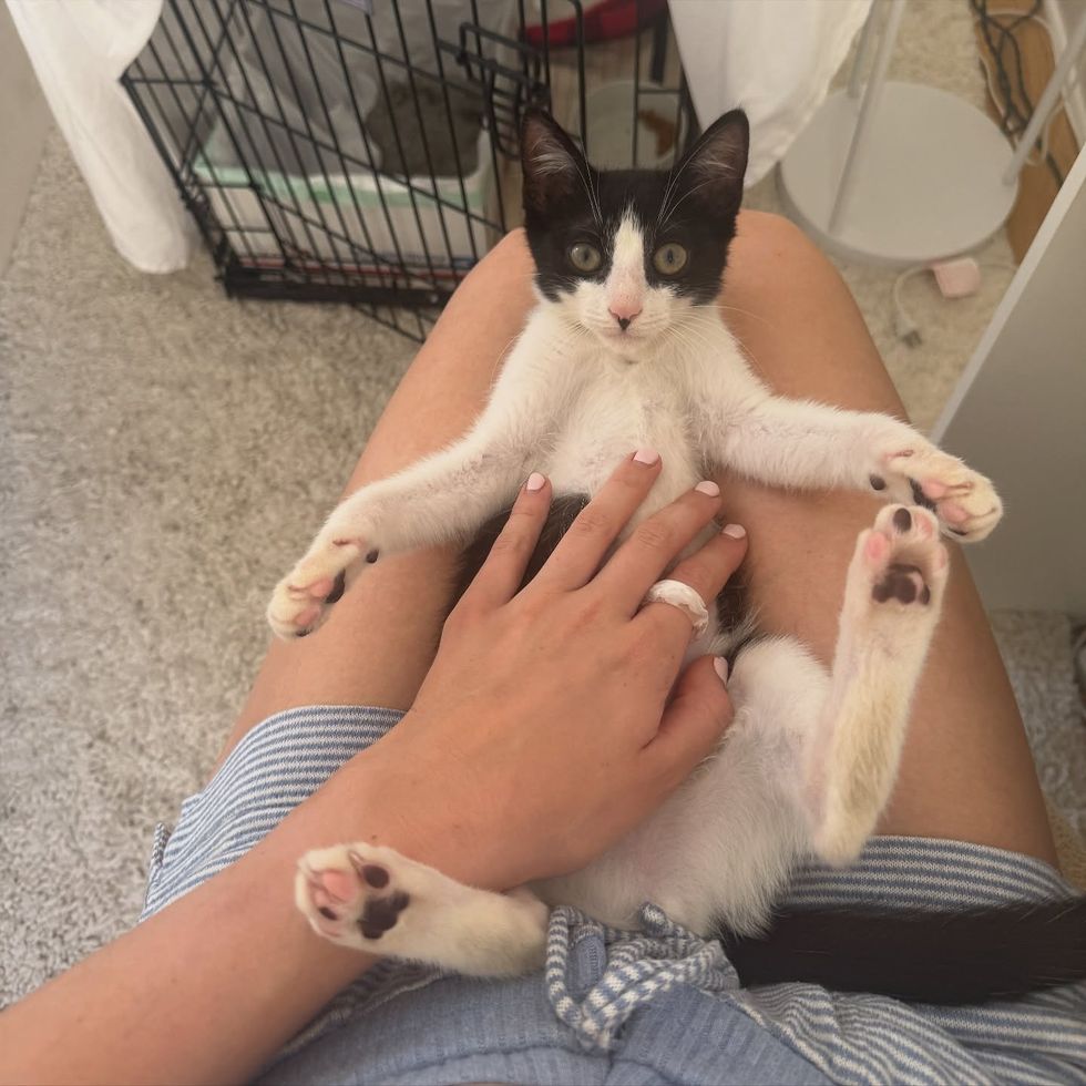 lap kitten playful belly rubs