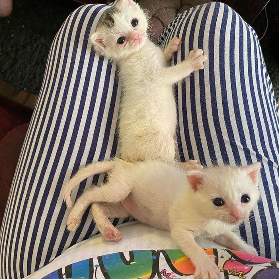 lap kittens