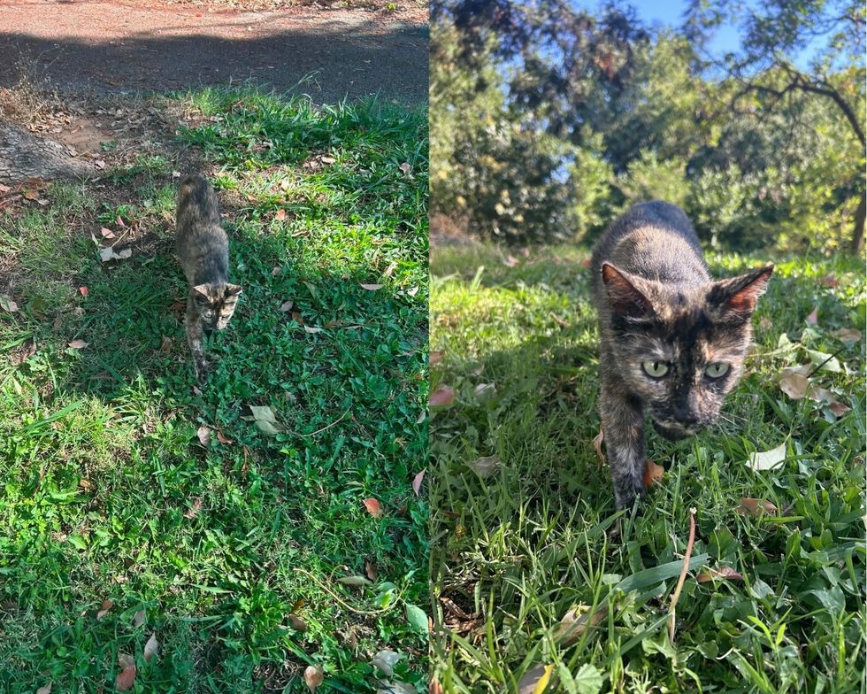 Left, a tortoiseshell cat walking through grass outdoors toward the camera. Right, the same cat walking across grass toward rescue.