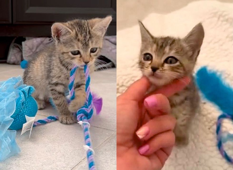 left image-kitten playing with yarn; right image-kitten being pet and loved