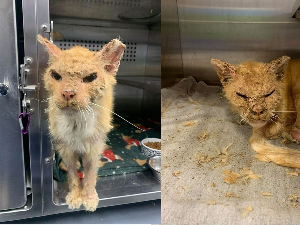 Left Image - Korg a shelter with overgrown hair and mange; Right image - Korg in cage looking unhappy covered in mange