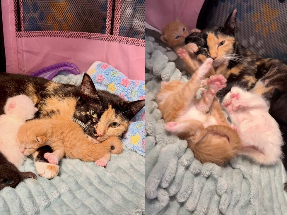 left image-mom cat snuggling with her sleeping kittens; right image- mother cat resting while kittens play on her