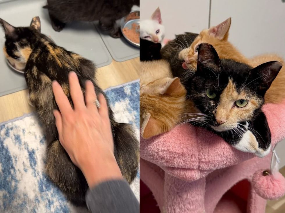 left image-mother cat being pet; right image- mother cat on cat tree with kittens