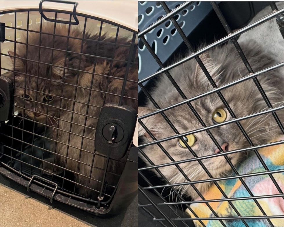 left image of rescued cat in carrier; right image of cat scared in cage at vet