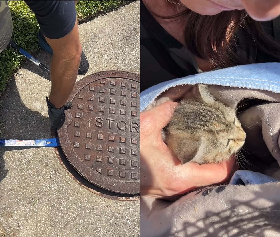 left image-rescuer opening storm drain; right image- kitten rescued safe in hands of volunteer