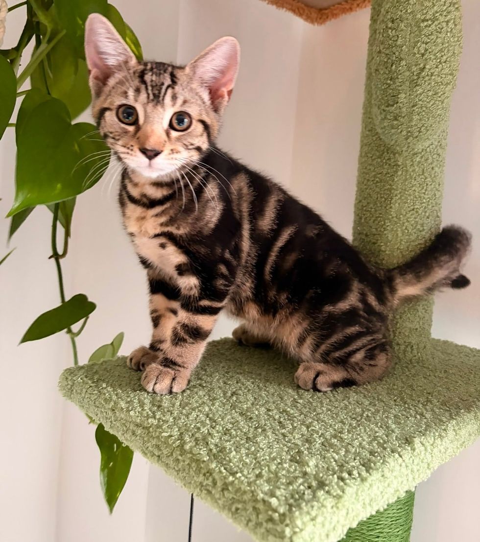 Lemon perched on a cat tree beside a hanging plant