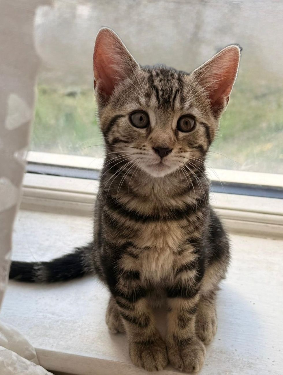 Lemon sitting alert by a window, tail curled around her feet