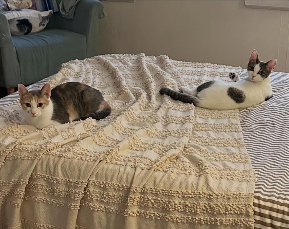 LExus and Jetta on their new owners bed making themselves at hom