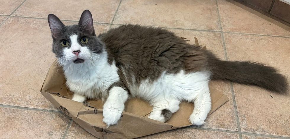 Lilith comfortable on a brown paper page, fluffy and curious