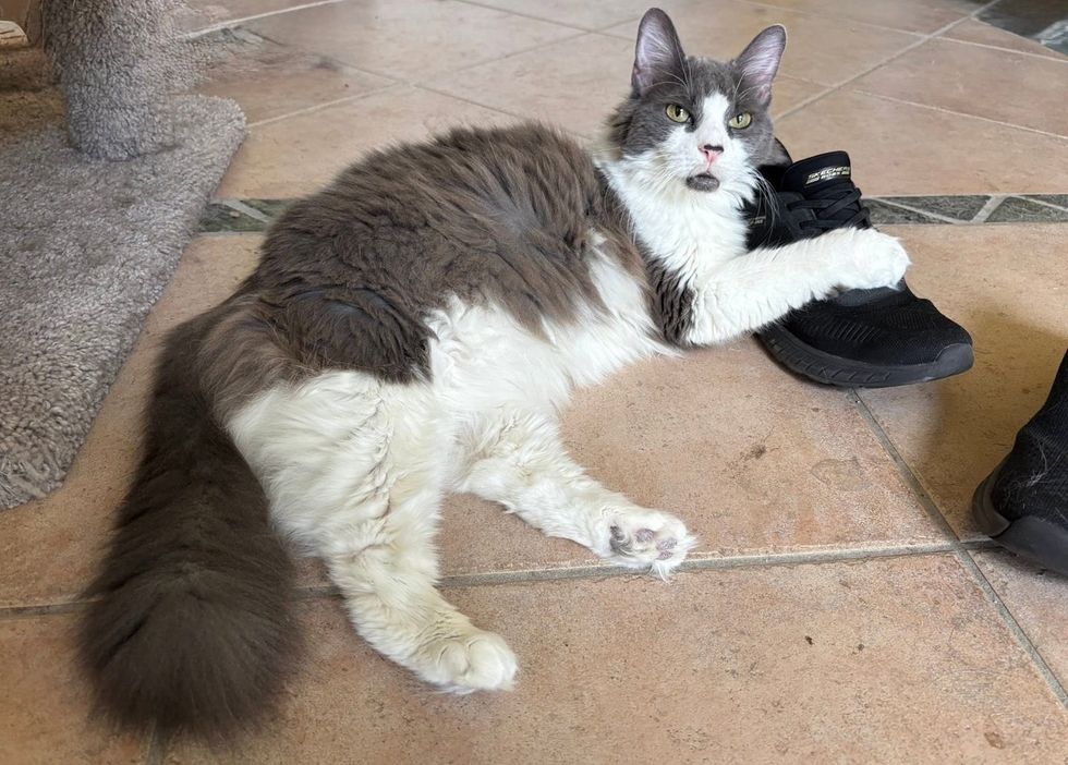 Lilith, laying down with her white and gray fur on top a black shoe