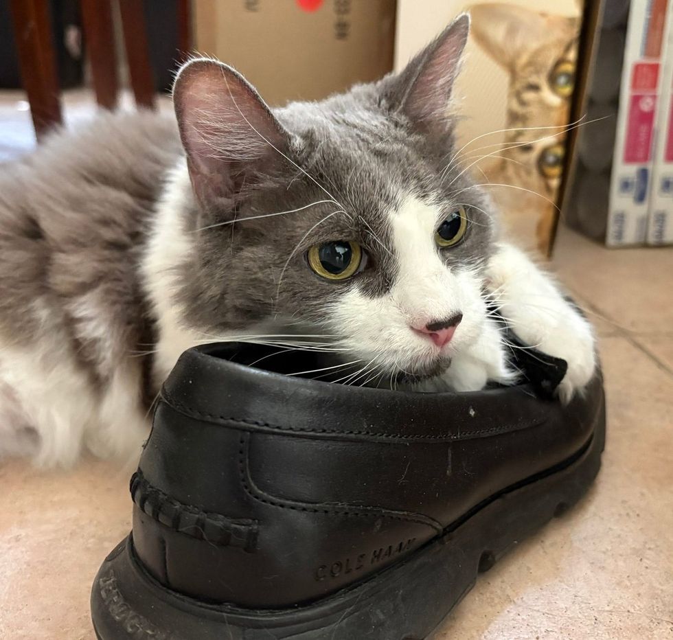 Lilith, laying with her head rest in the sole of a black shoe