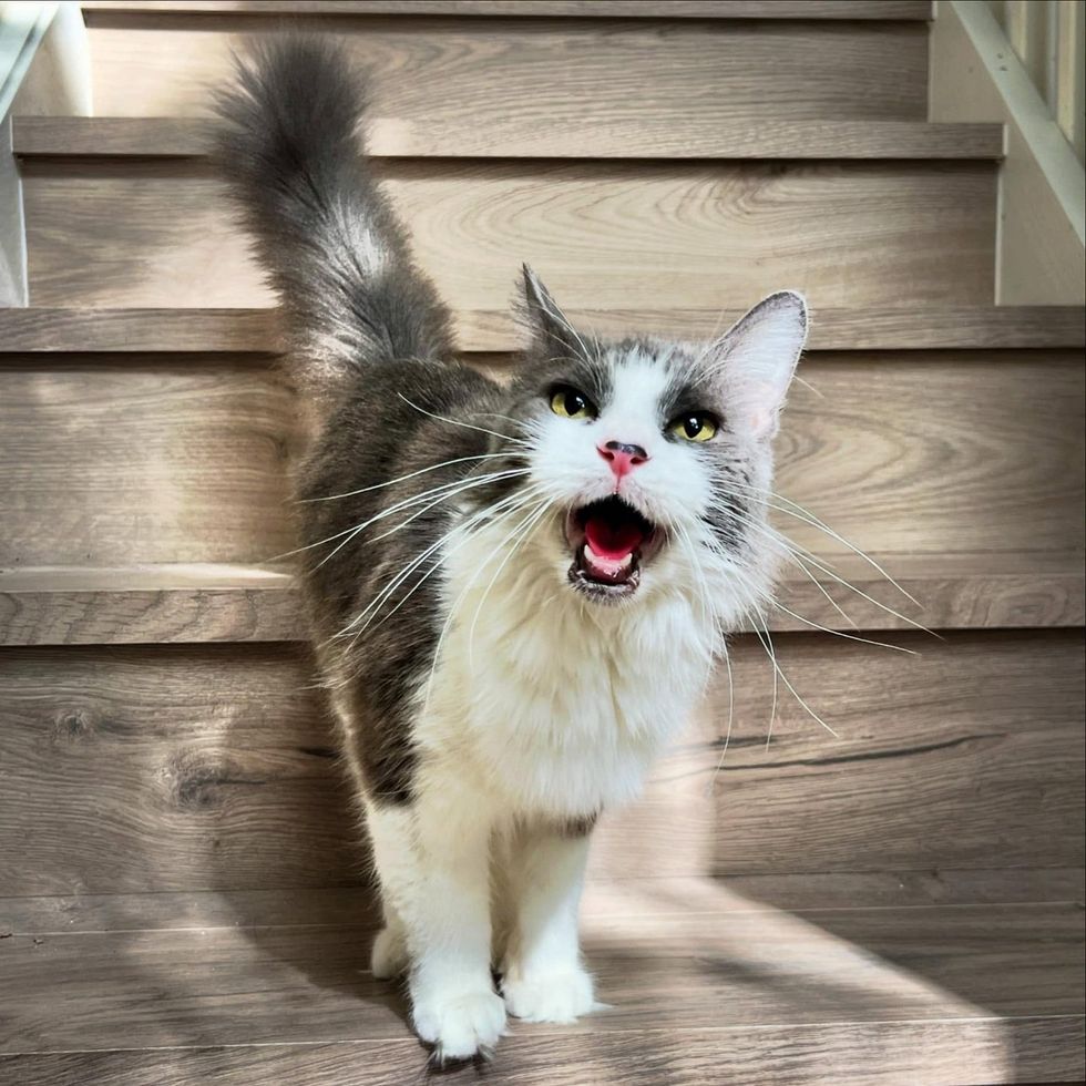 Lilith mid meow on stairs begging for attention while fur all fluffy