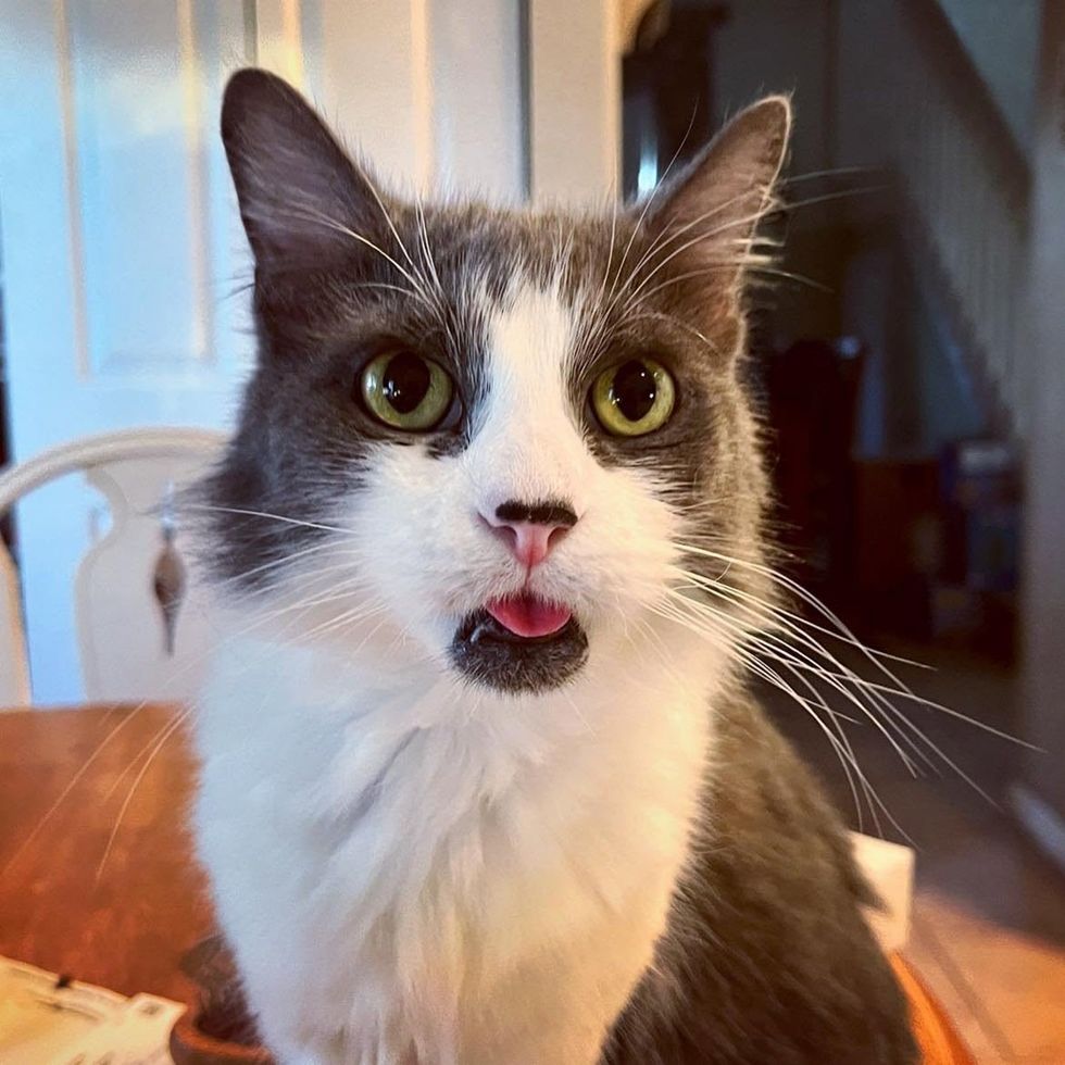 Lilith on the kitchen table with her tongue out wide eyed and curious
