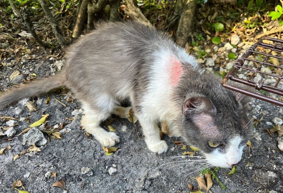 Lilith's rescue photo with visible flea wounds blurred