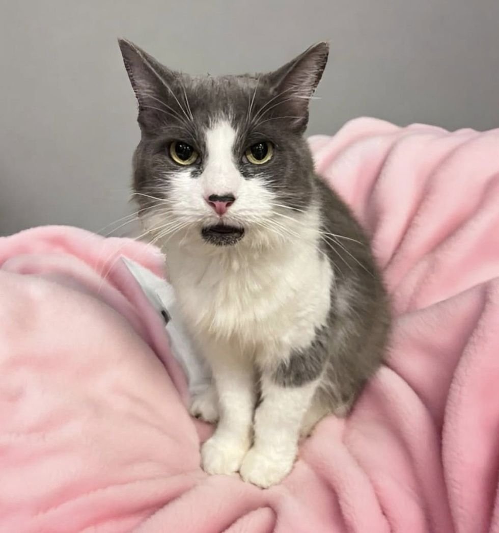 Lilith sitting on a pink blanket looking at the camera wide eyed