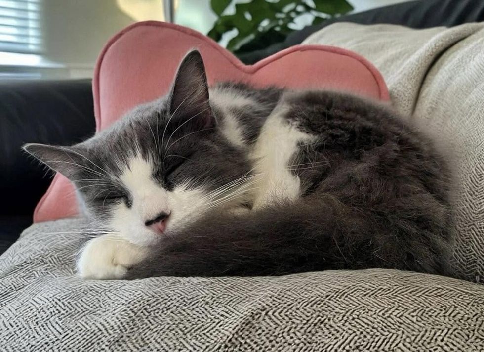Lilith sleeping on sofa resting on a pink heart pillow