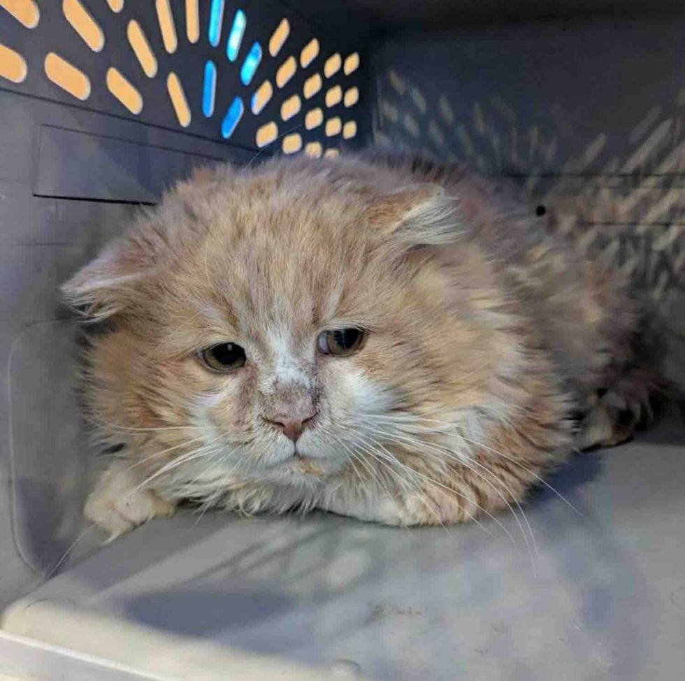 long haired stray cat rescued