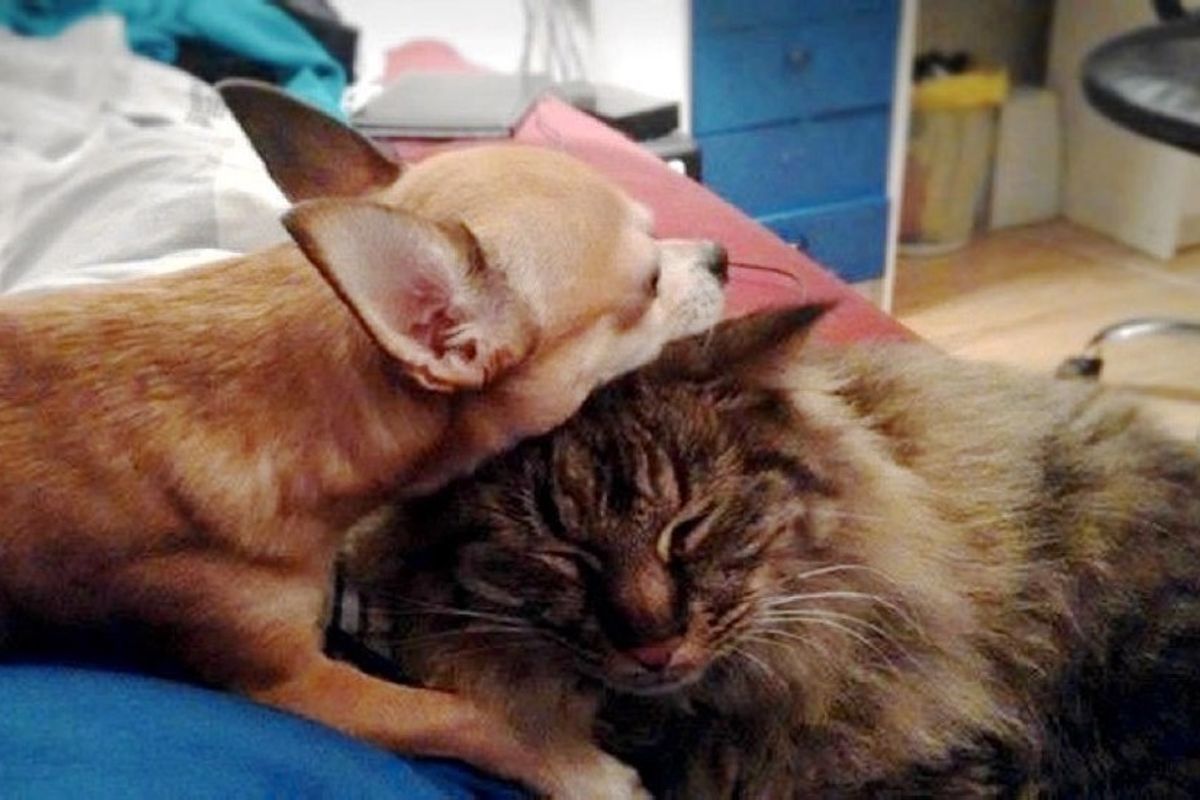 lost cat returns home dog missed him