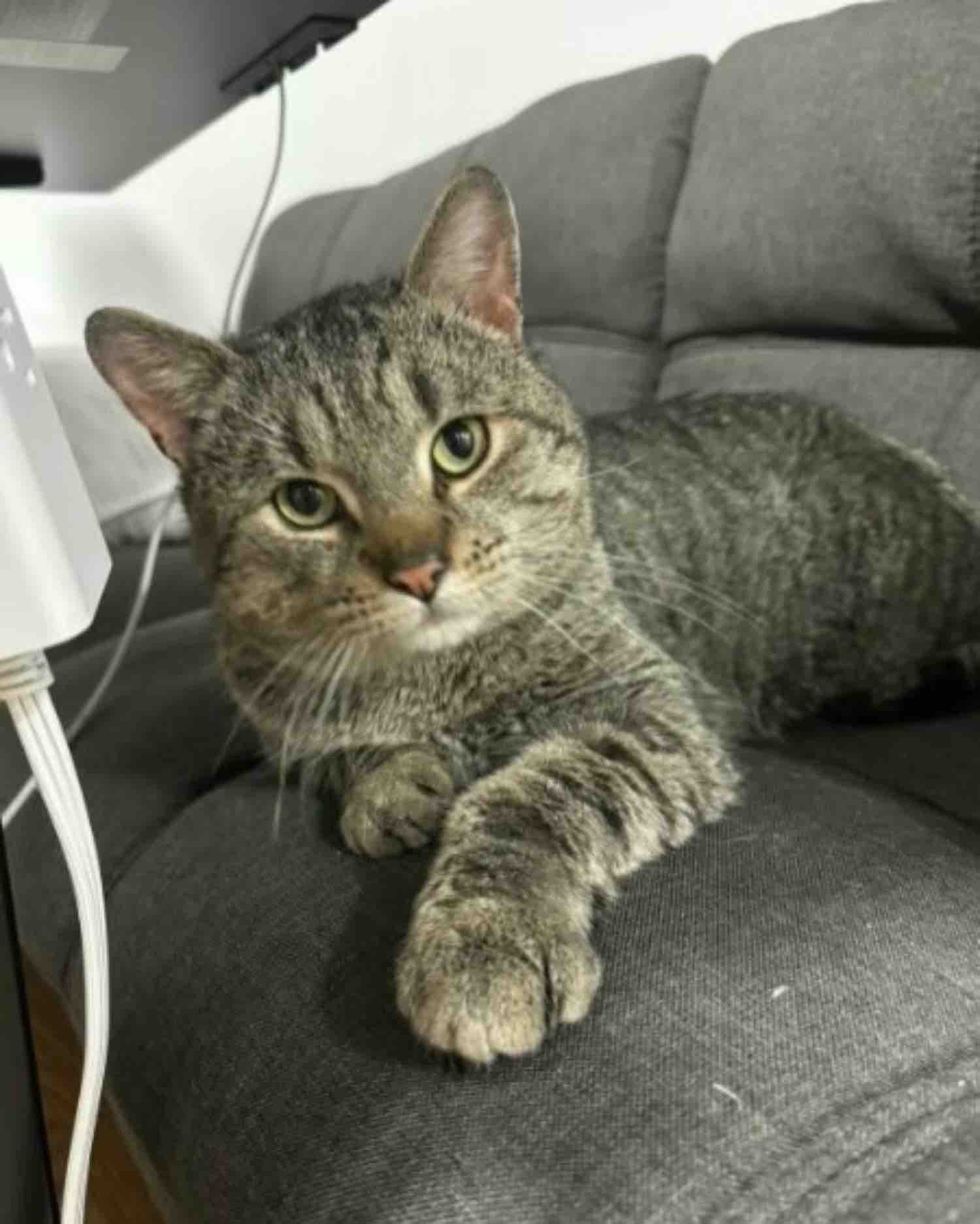 lounging cat on the couch