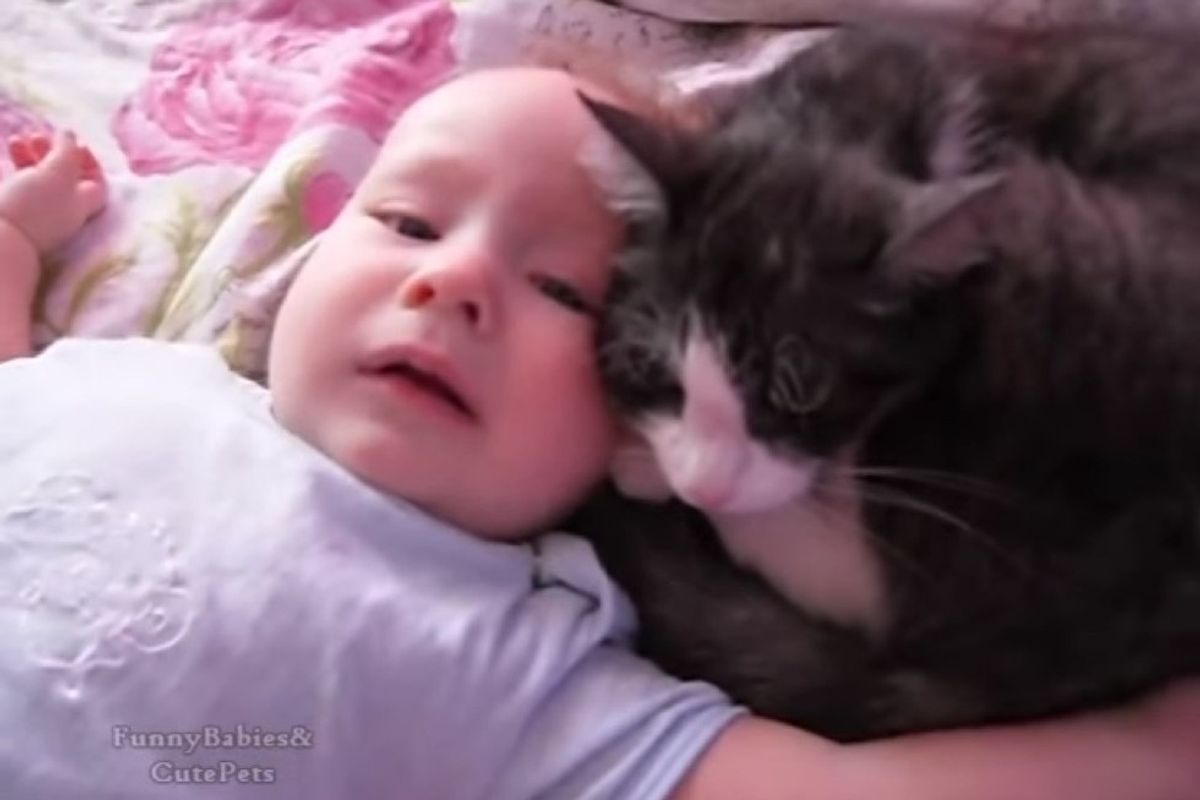 loving cat comforts crying baby talking to him
