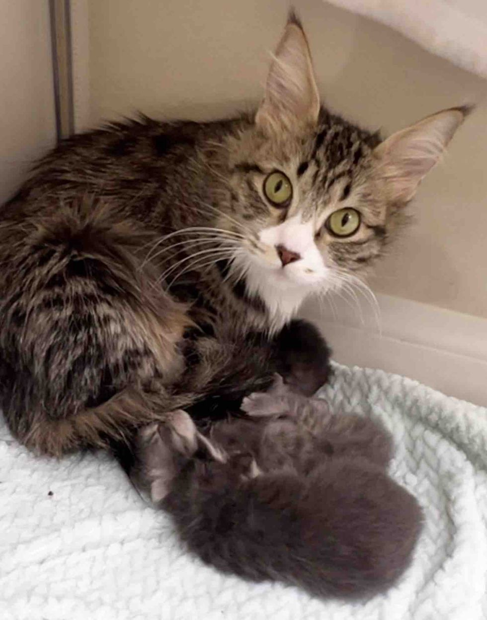 loving mother cat kittens