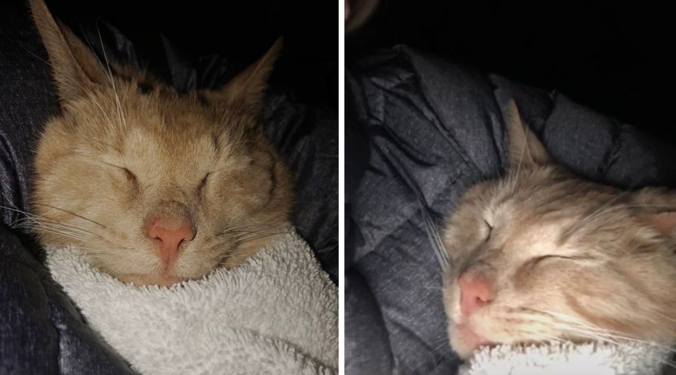 Lucky the cat, happy, sleeping