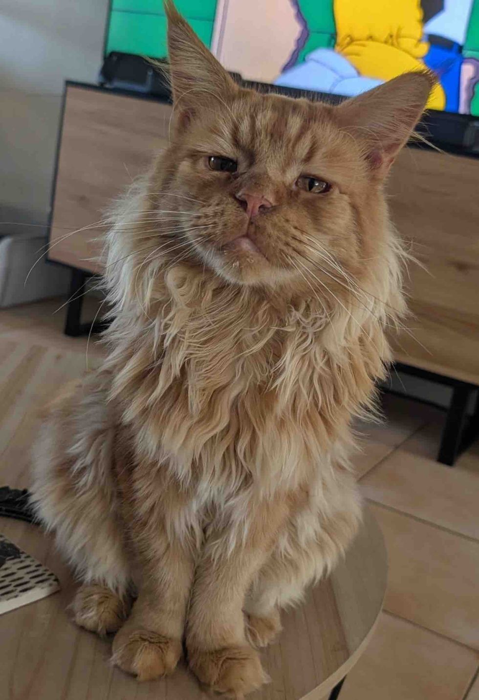 maine coon cat fluffy