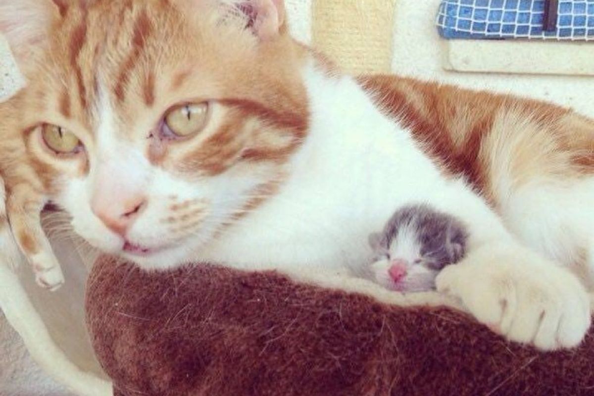male cat becomes dad to orphaned kitten