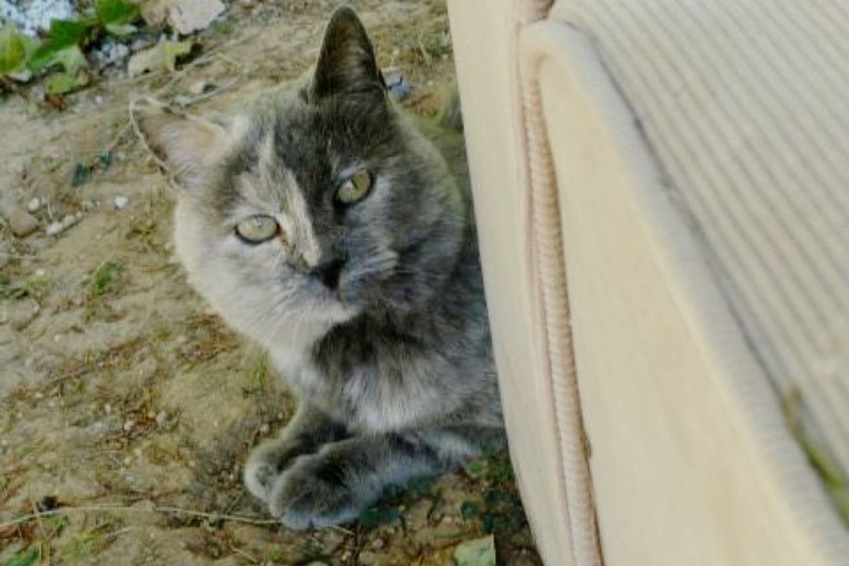 male tortie cat found forever home after 12 years