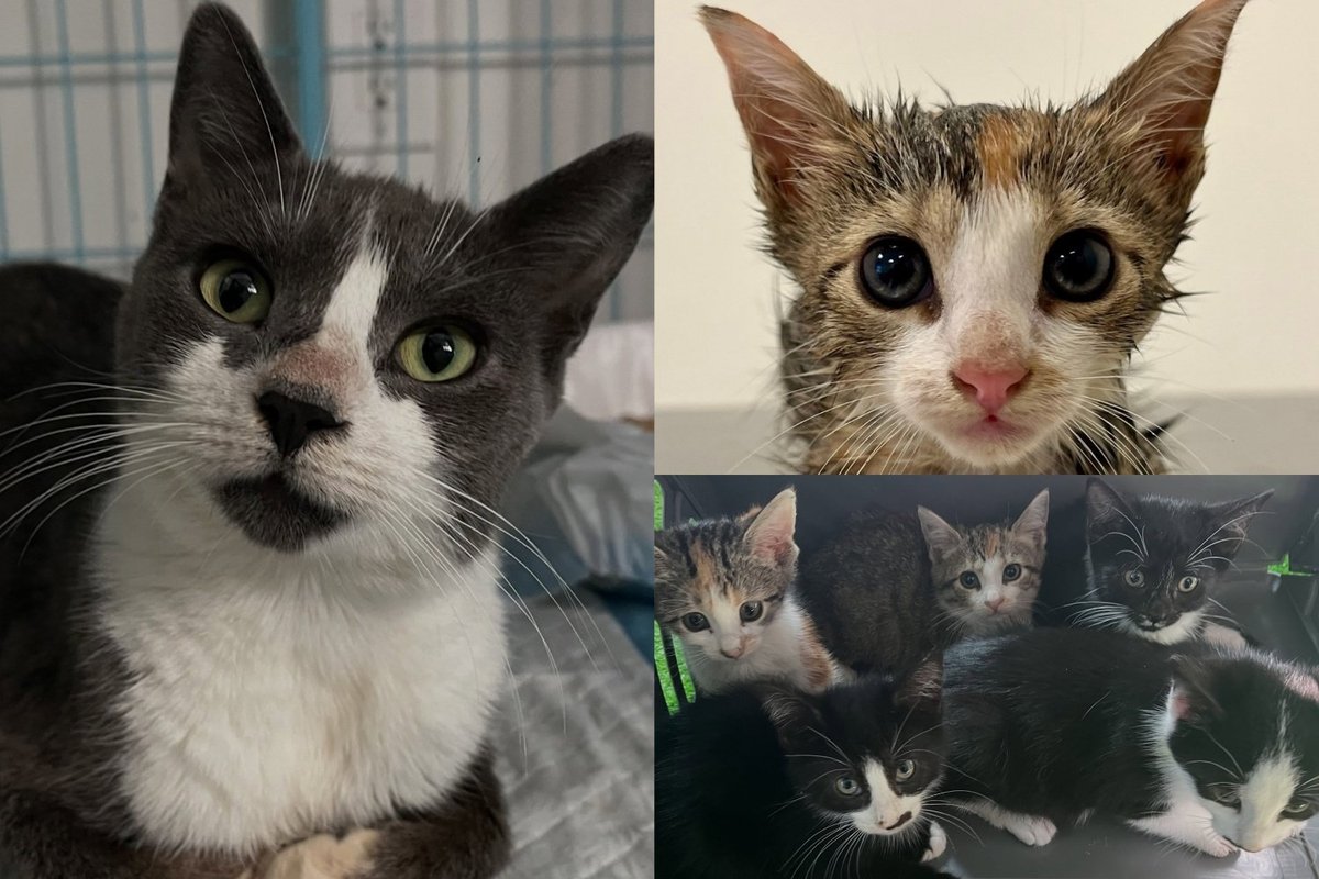 Mama Cat and Her Five Kittens Gravely Ill Behind a Nail Salon Refused to Give Up, and Pulled Through Together