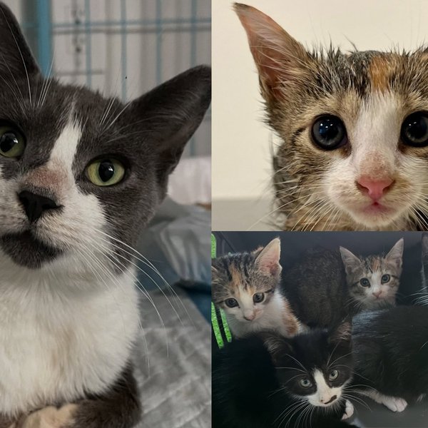 Mama Cat and Her Five Kittens Gravely Ill Behind a Nail Salon Refused to Give Up, and Pulled Through Together