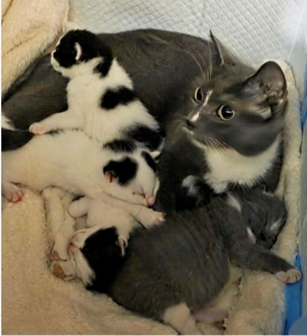 mama cat and her kittens safe and rescued