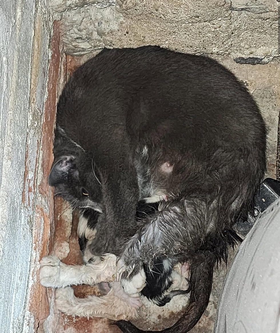 mama cat are new kittens resting in corner of basement