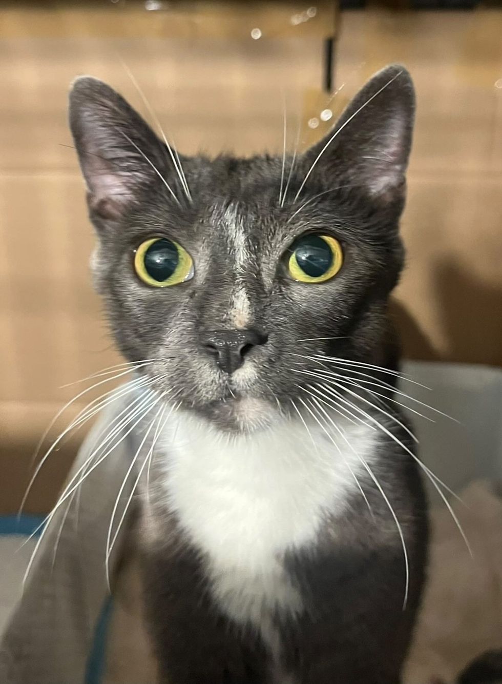 Mama cat posing for the camera