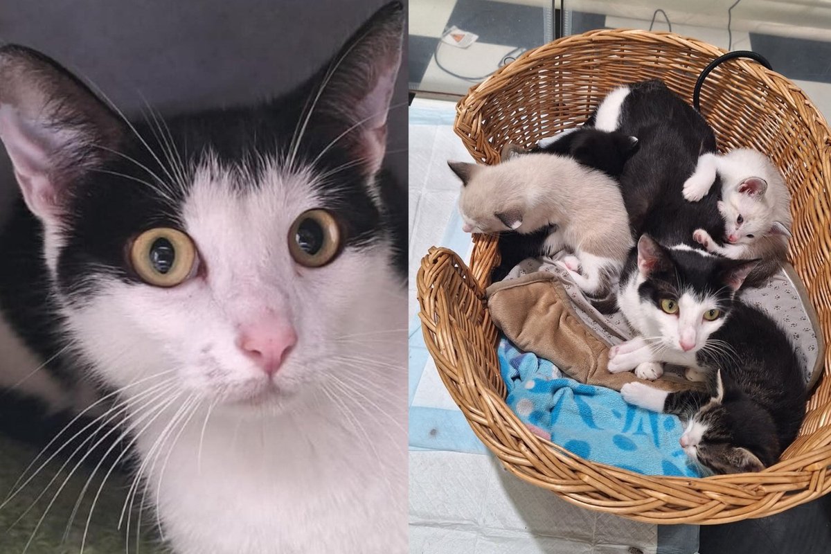 Cat Abandoned at Park Inside a Carrier With Her Newborns Went On to Mother Two Litters, Nine Kittens in All