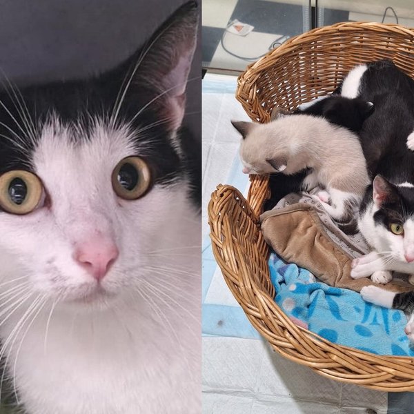 Cat Abandoned at Park Inside a Carrier With Her Newborns Went On to Mother Two Litters, Nine Kittens in All